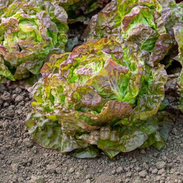 Potagères - Laitue Pommée Merveille des 4 Saisons - BIO - face recto